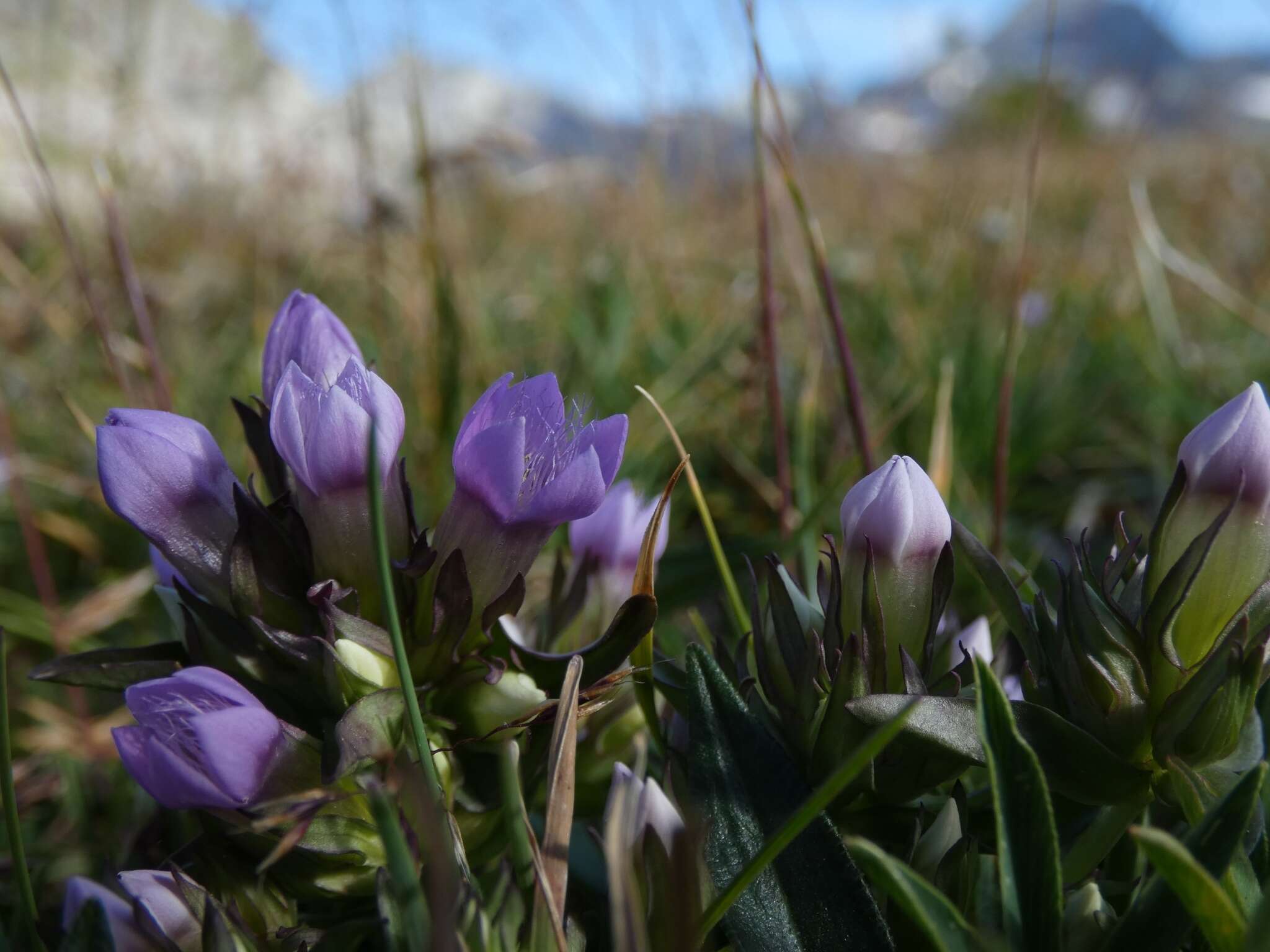 Image of Gentianella ramosa (Hegetschw.) J. Holub