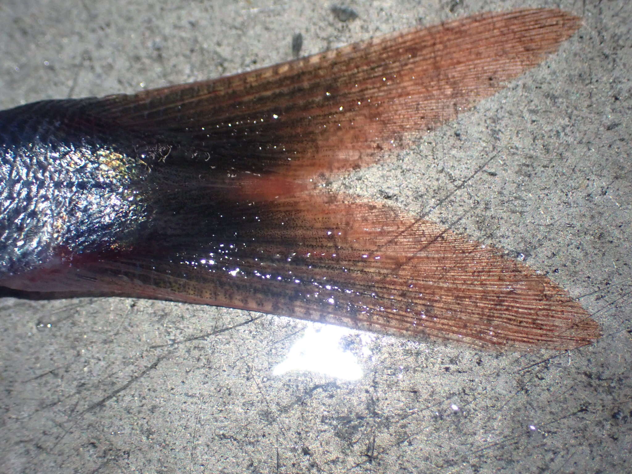 صورة Emmelichthys