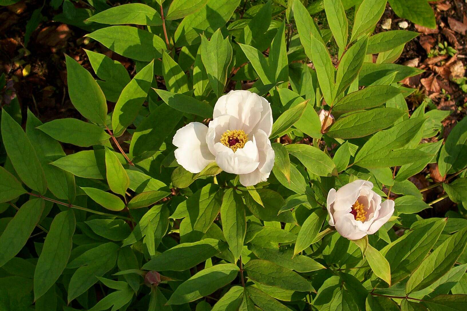 Слика од Paeonia ostii Tan Hong & Jia-xun Zhang