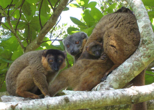 Image of Collared Brown Lemur