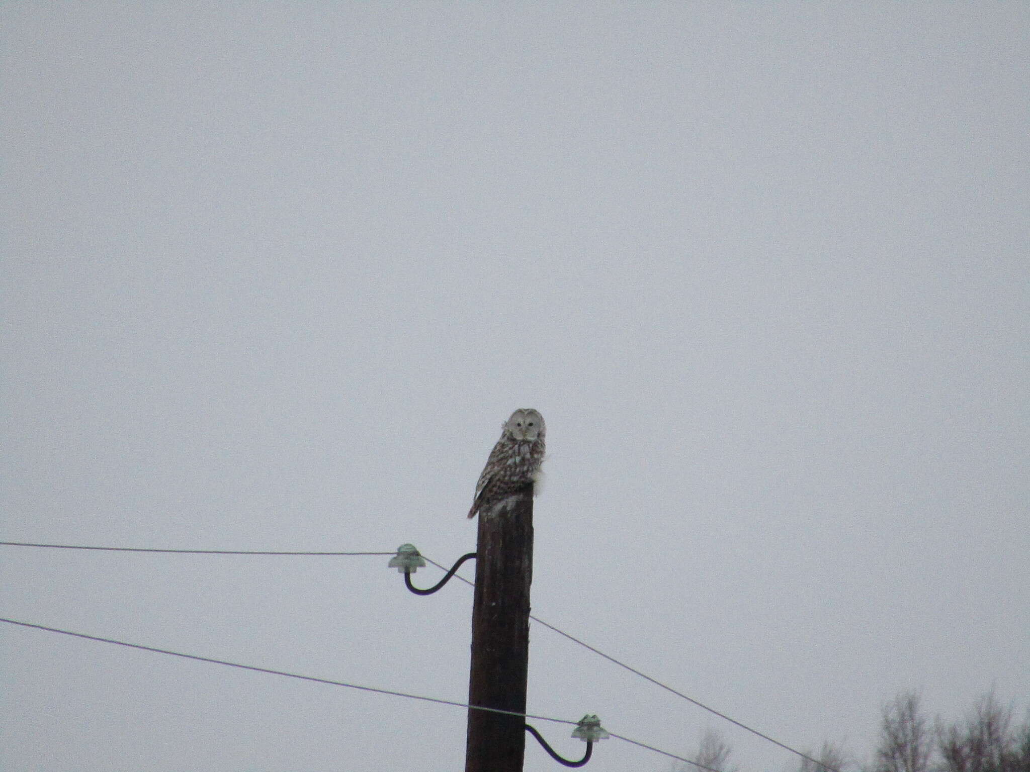 Image of Ural Owl