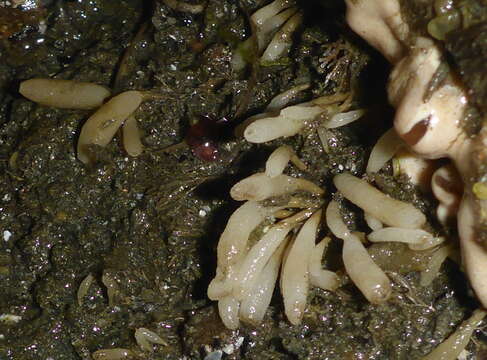 Image of Stalked Vase Sponge