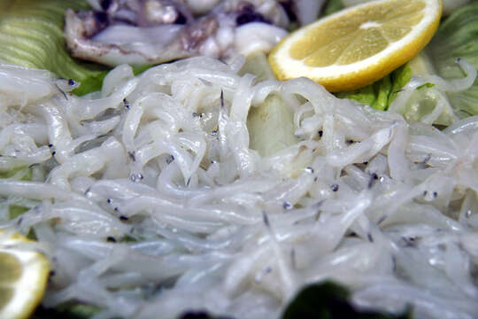 Image of European Eel