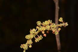 Image of Mallotus polycarpus (Benth.) Kulju & Welzen