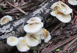 Image of Omphalotus nidiformis (Berk.) O. K. Mill. 1994