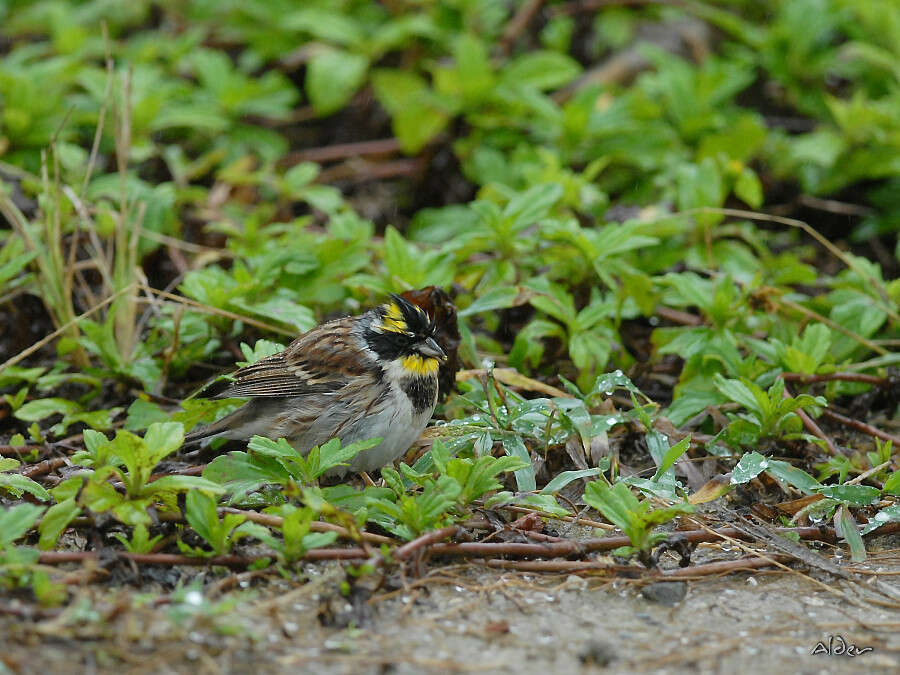 Image of Yellow-throated Bunting