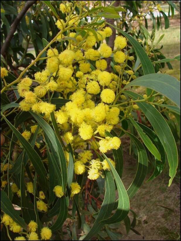 Sivun Acacia pycnantha Benth. kuva