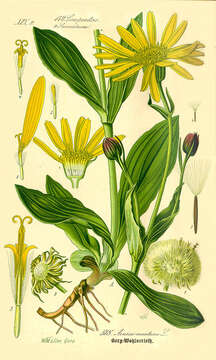 Image of mountain arnica