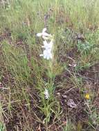 Image de Penstemon albidus Nutt.