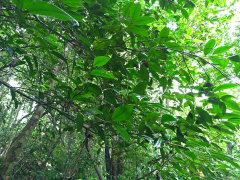 Слика од Camellia furfuracea (Merr.) Cohen-Stuart