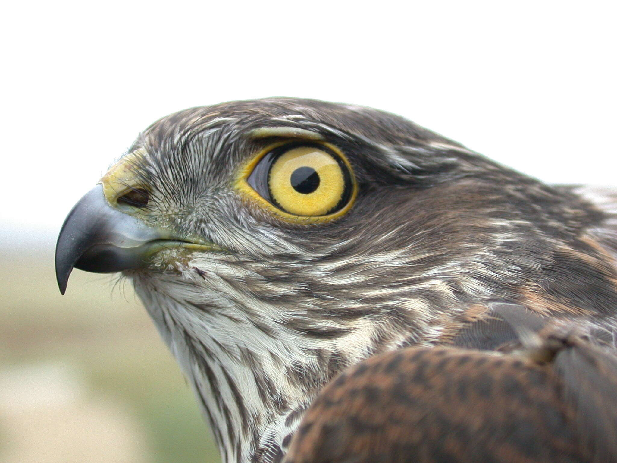 Image of Eurasian Sparrowhawk