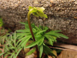 Image of Viola chaerophylloides var. sieboldiana (Maxim.) Makino