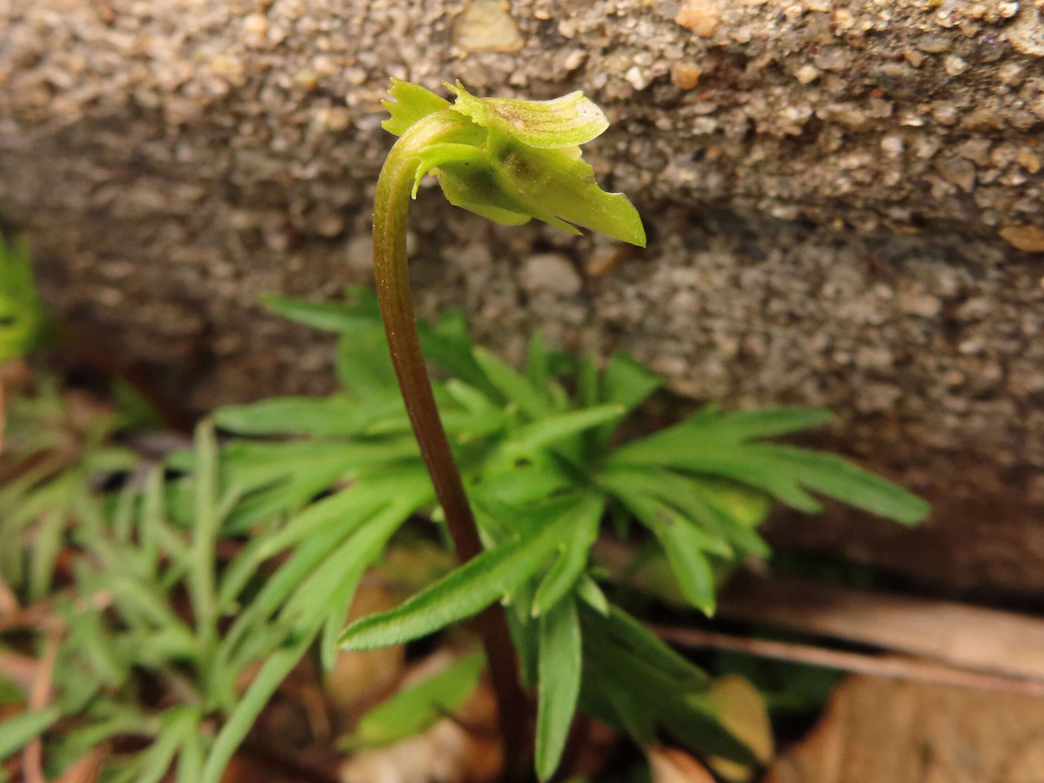 Image of Viola chaerophylloides var. sieboldiana (Maxim.) Makino