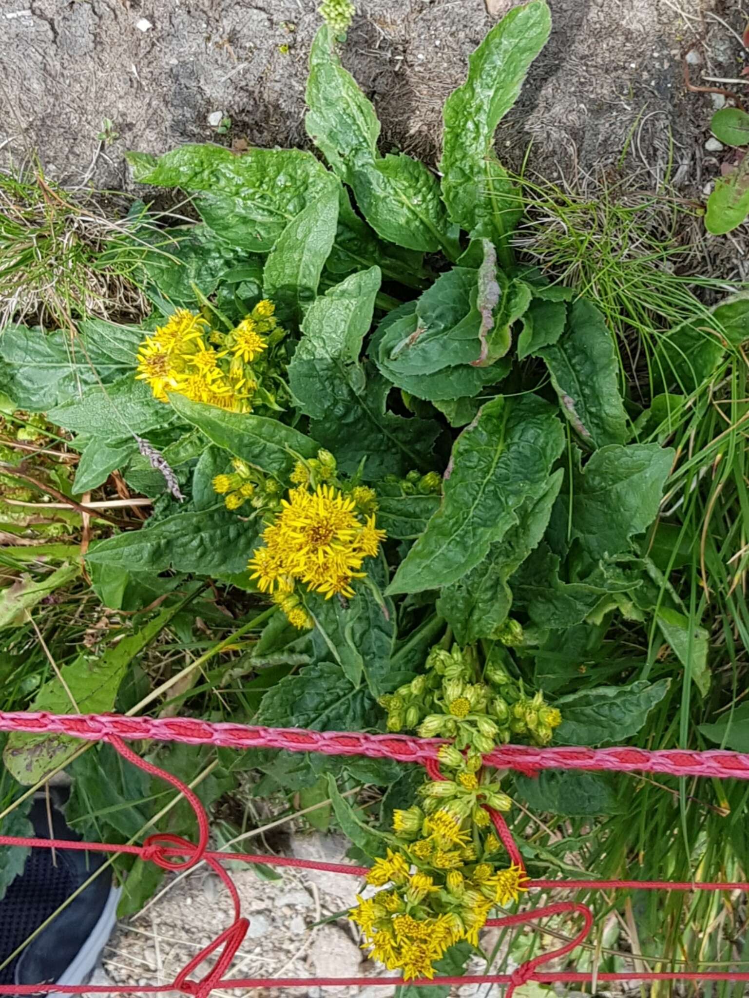 Image de Solidago virgaurea subsp. minuta (L.) Arcangeli