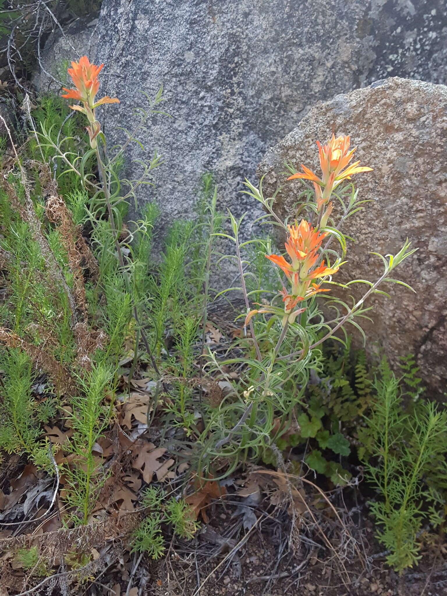 Image of Organ Mountain Indian paintbrush