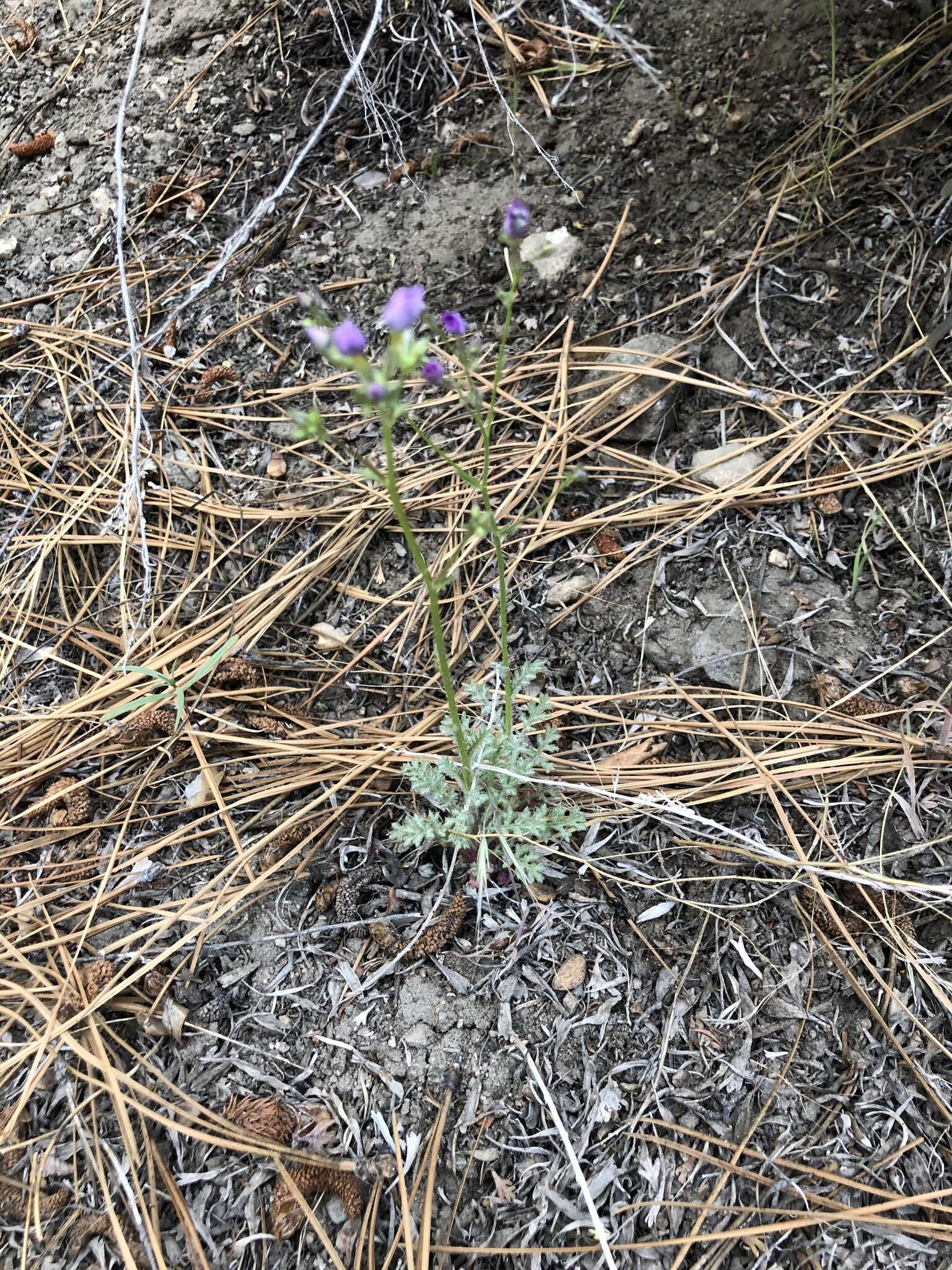 Image of Nevada gilia