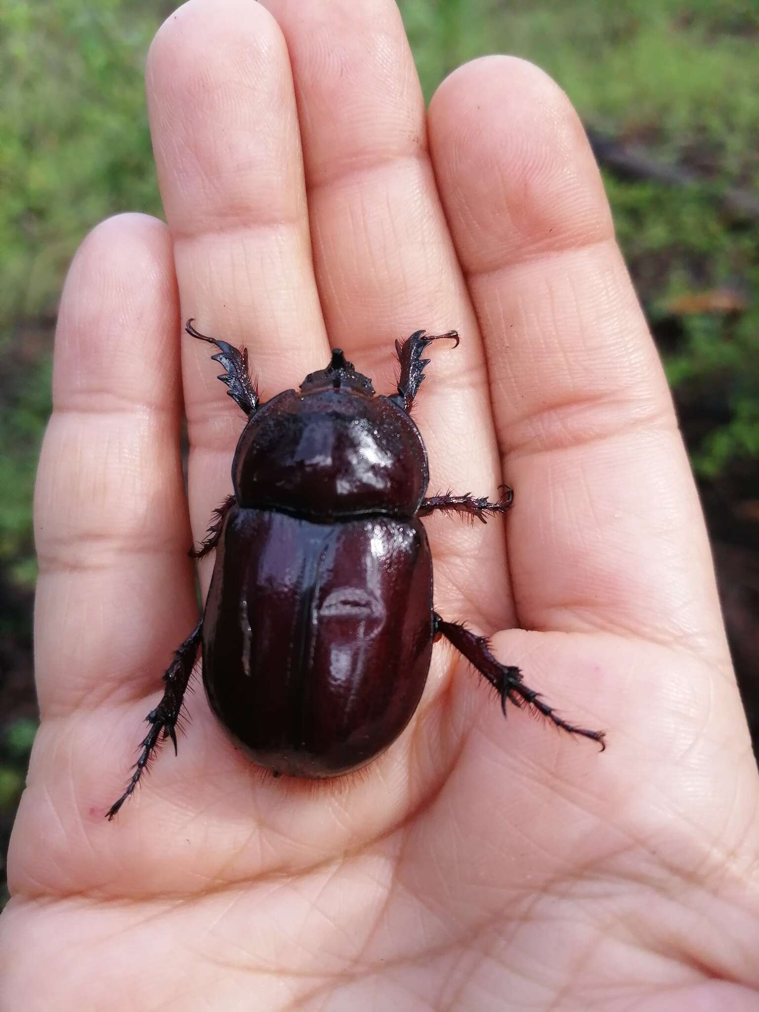 Imagem de Heterogomphus chevrolati Burmeister 1847