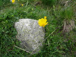 Image of Ranunculus abnormis Cutanda & Willk.