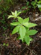 Image of whorled yellow loosestrife