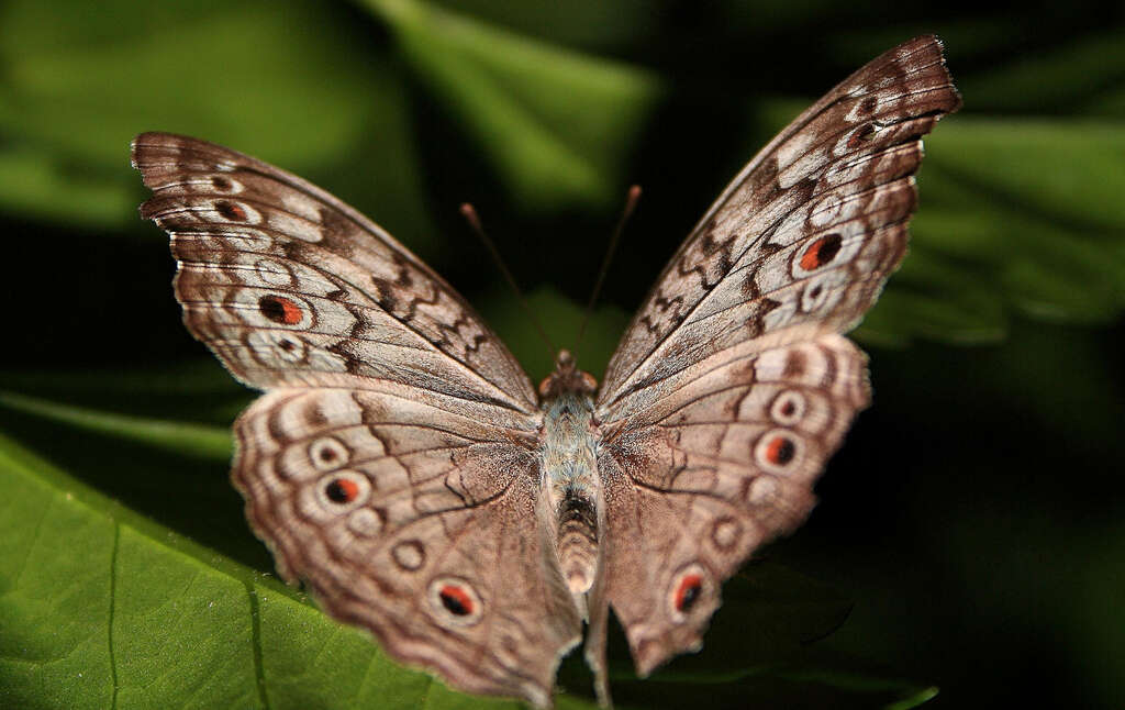 Plancia ëd Junonia atlites Linnaeus 1763