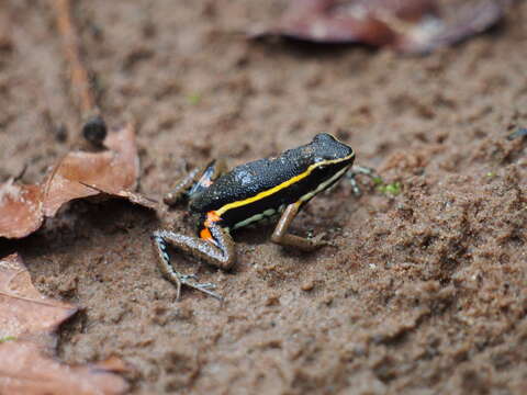 Ameerega picta (Tschudi 1838) resmi