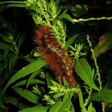 Image of Salt Marsh Moth