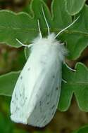 Image of Salt Marsh Moth