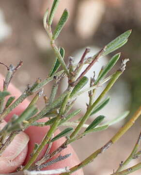 صورة Indigofera leptocarpa Eckl. & Zeyh.