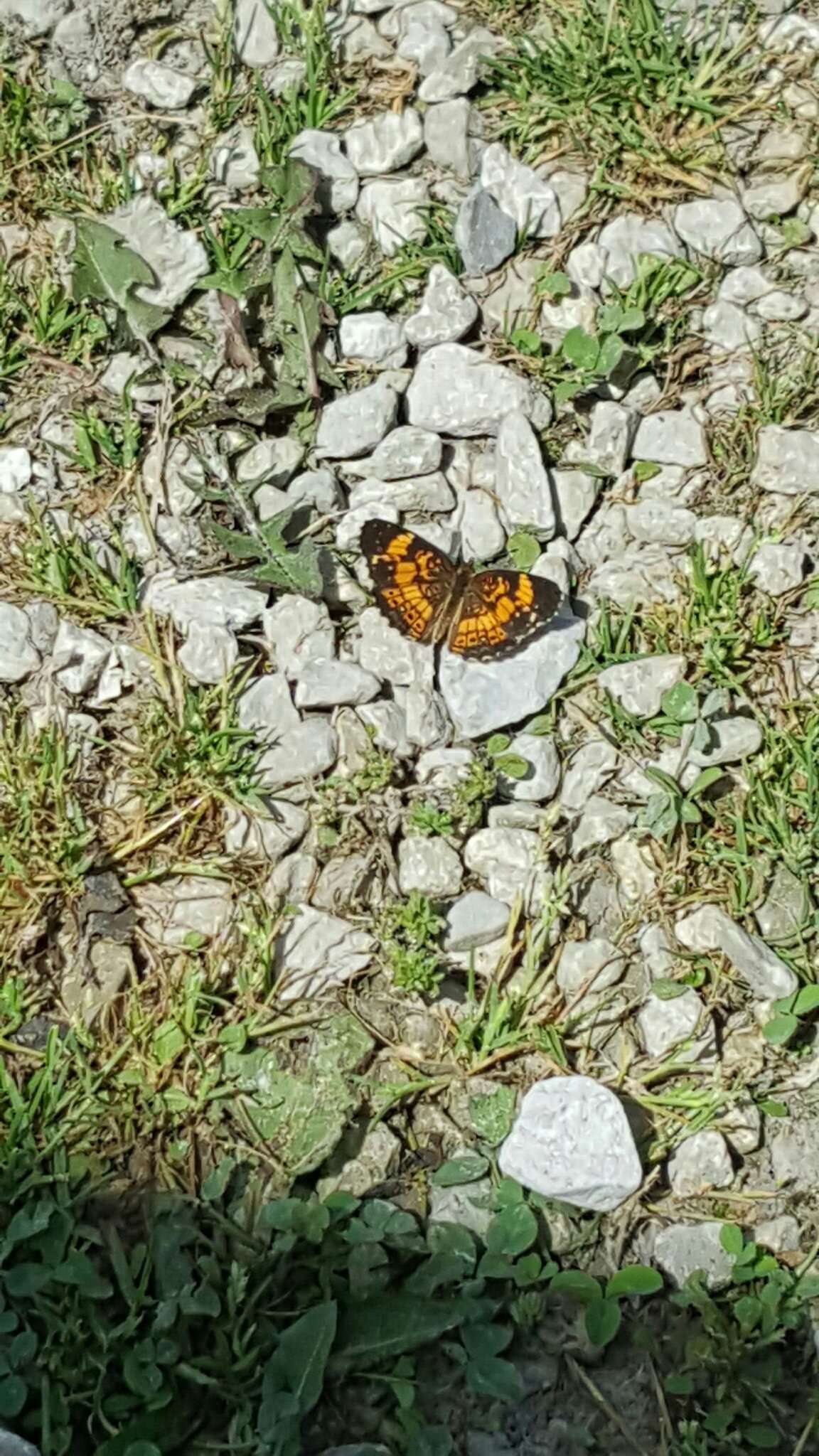 Image of Silvery Checkerspot