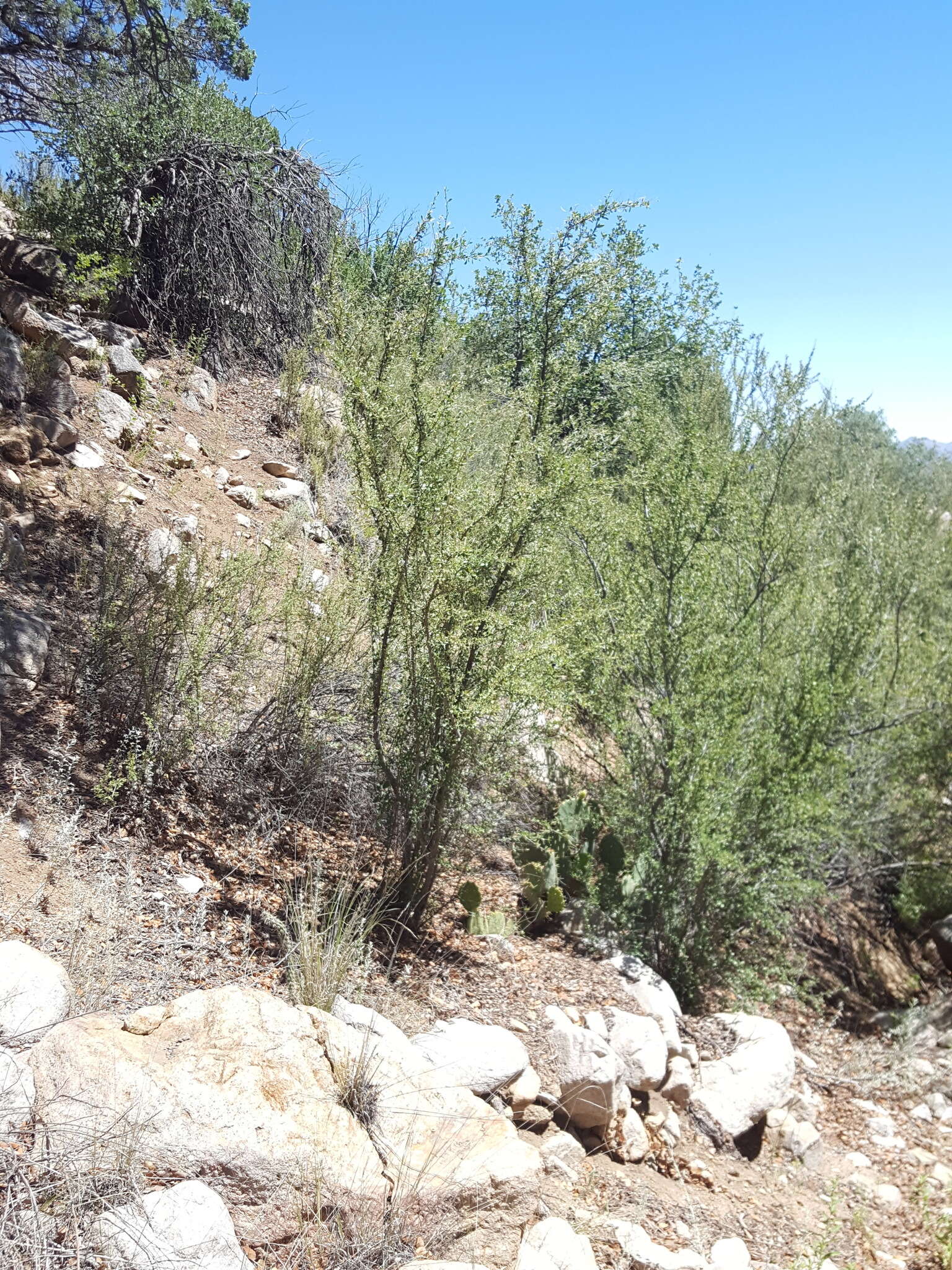 Image of Hairy Mountain-mahogany