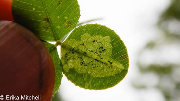 Image of Liriomyza fricki Spencer 1965