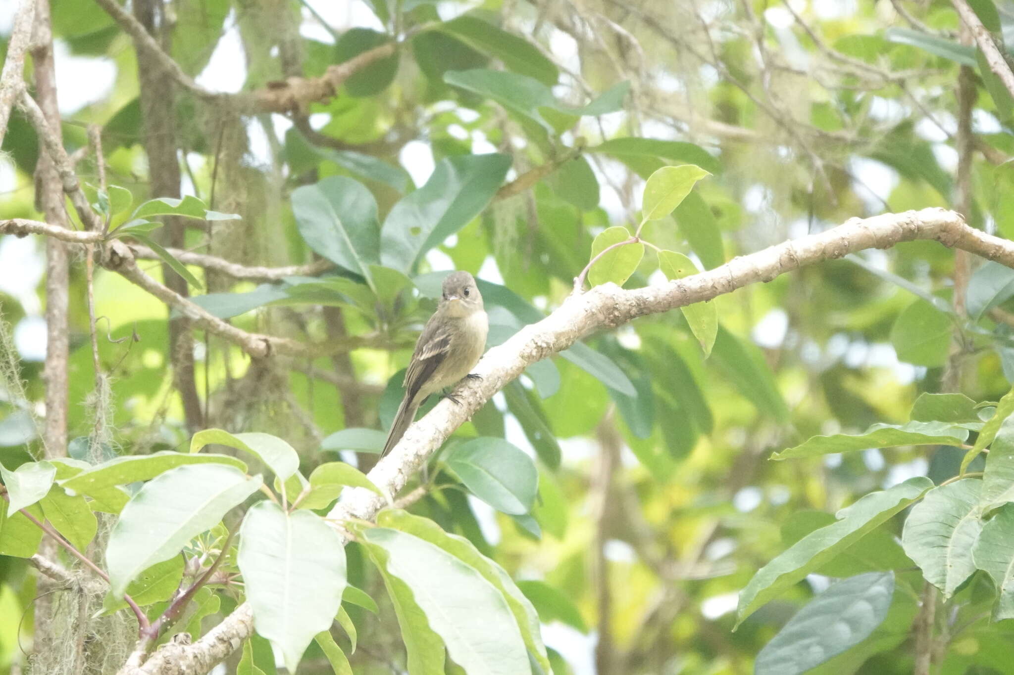 Image of Jamaican Pewee