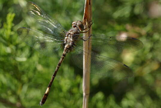 Image of Pale-faced Clubskimmer