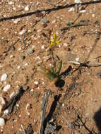 Image of Bulbine succulenta Compton