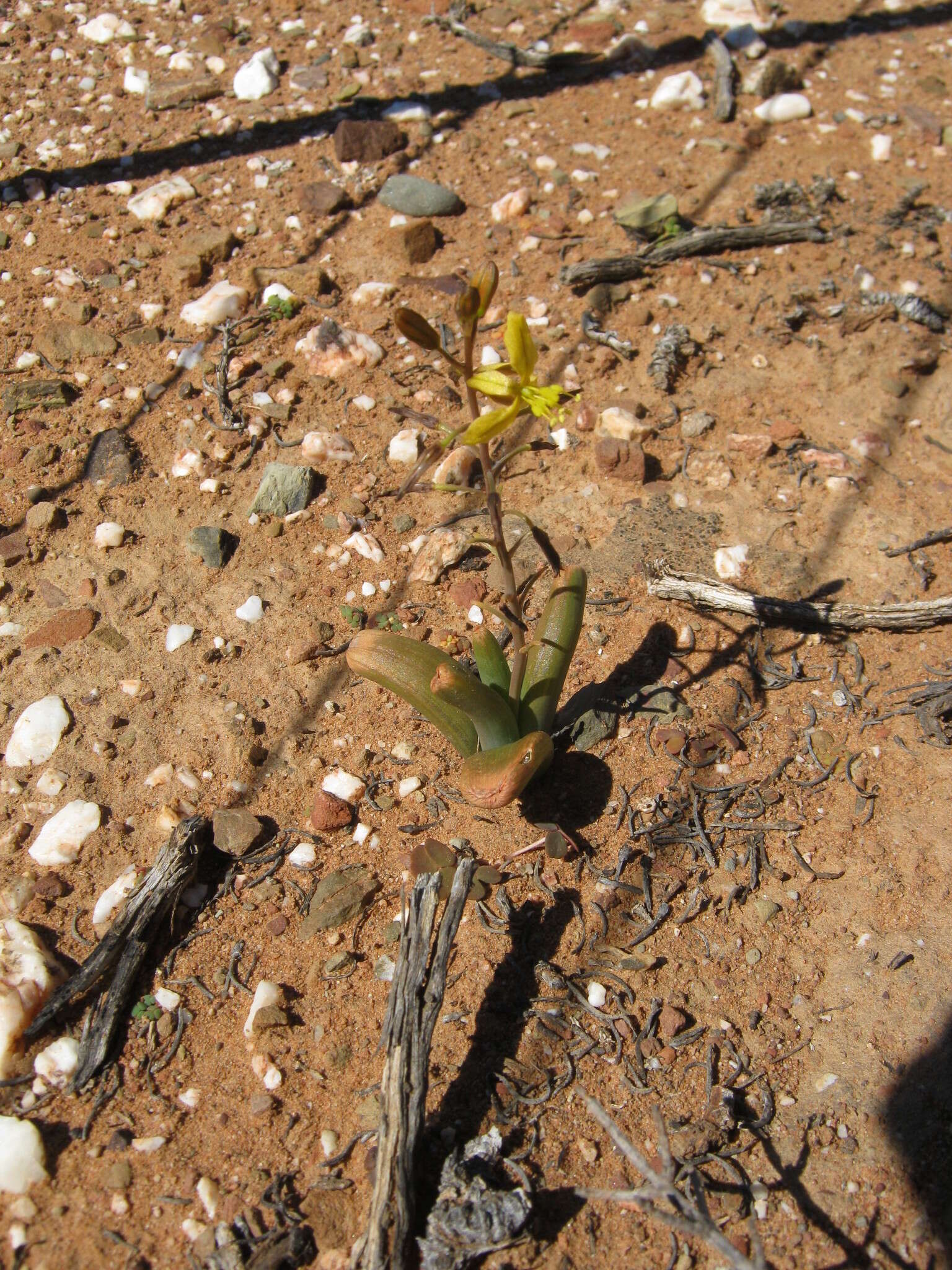 Image of Bulbine succulenta Compton