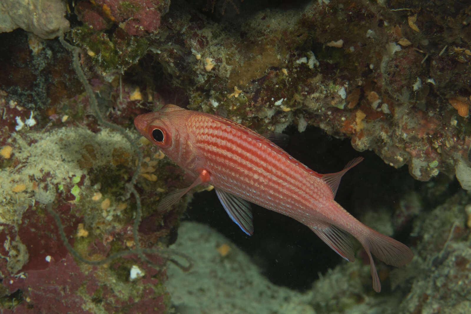 Image of Pink squirrelfish