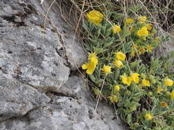 Image of abbotswood potentilla