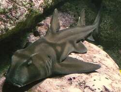 Image of Port Jackson Shark