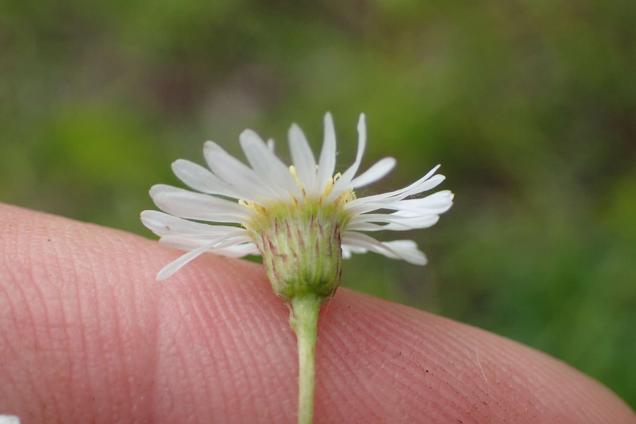 Image de Erigeron vernus (L.) Torr. & A. Gray