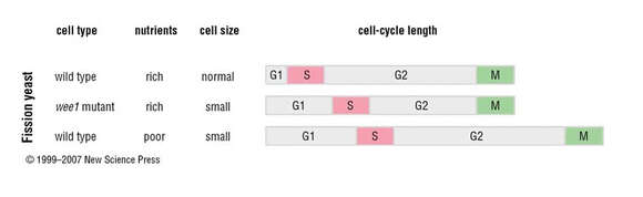 Image of Fission yeast