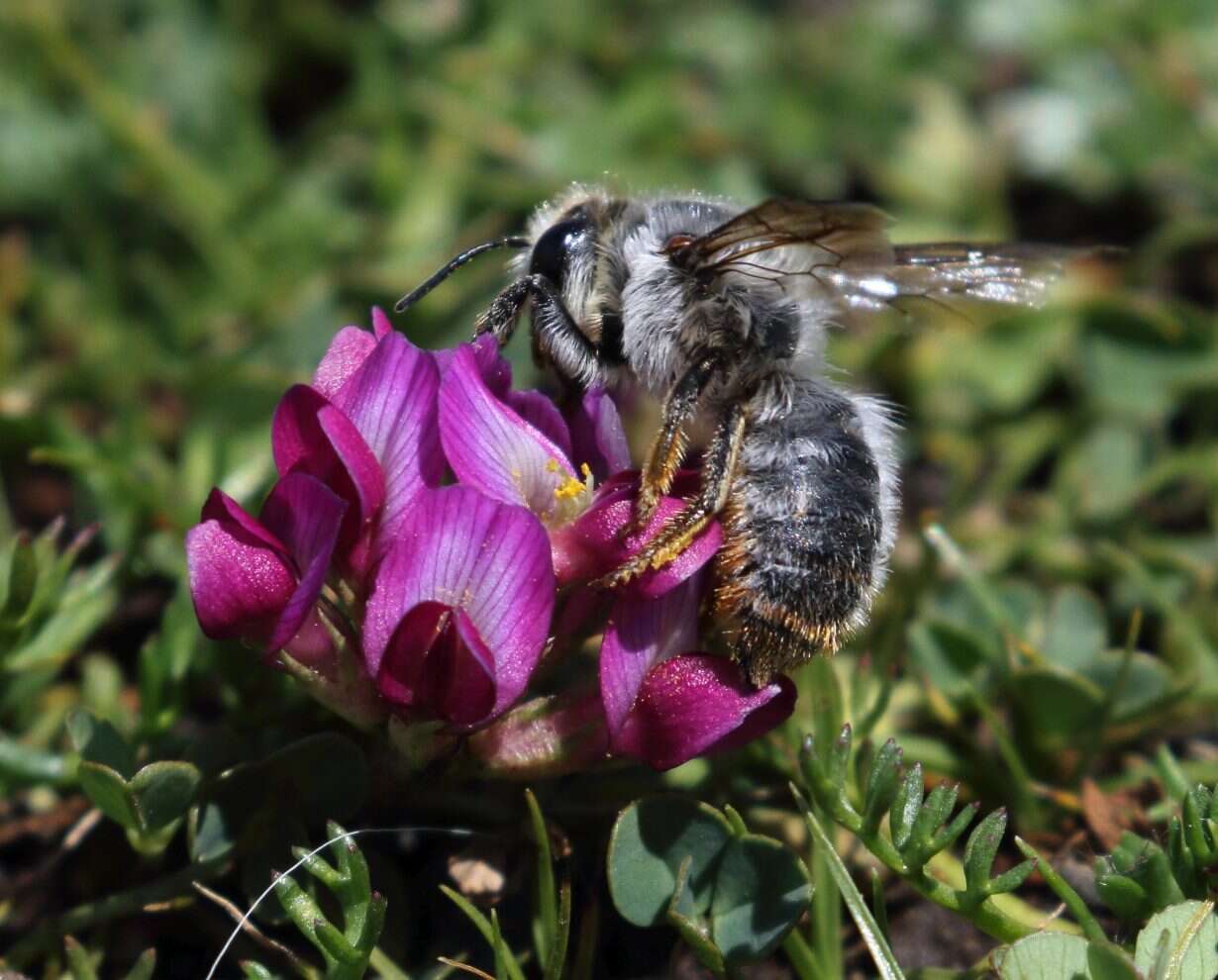 Слика од Trifolium burchellianum Ser.