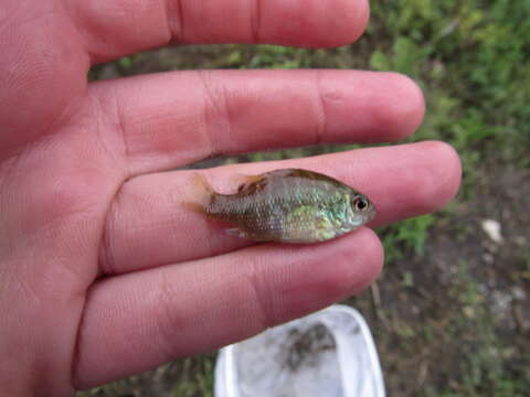 Image of Bantam Sunfish