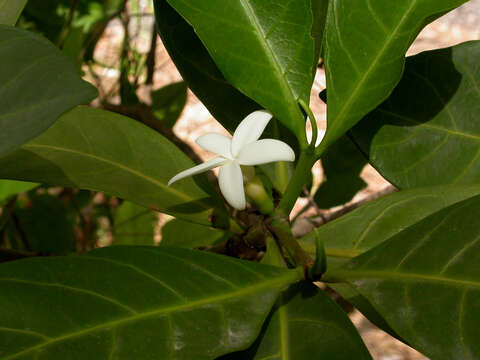 Image of Atractocarpus sessilis (F. Muell.) Puttock