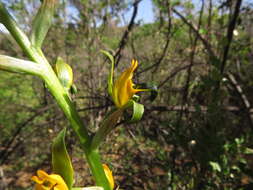 Plancia ëd Chloraea disoides var. picta (Phil. ex Kraenzl.) M. N. Correa