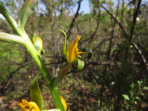 Image of Chloraea disoides var. picta (Phil. ex Kraenzl.) M. N. Correa