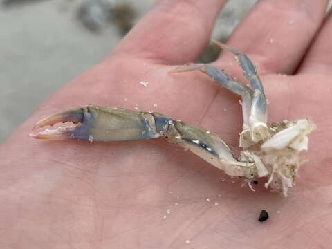 Image of lesser blue crab