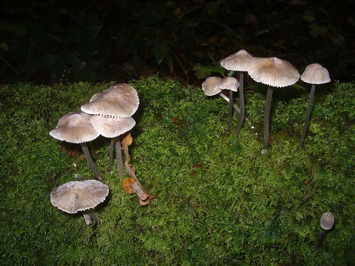 Image of Mycena polygramma (Bull.) Gray 1821