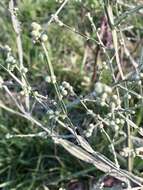 Image of Baccharis articulata (Lam.) Pers.