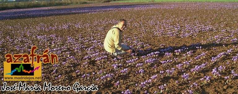 Image of autumn crocus