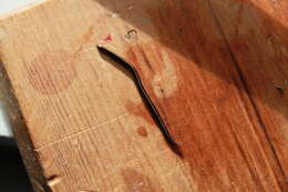 Image of Blue garden flatworm